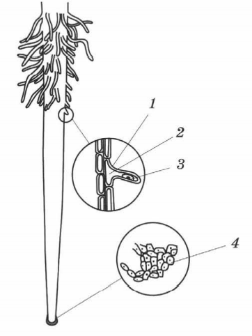 Задание рисунок 1