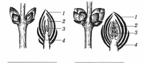 Задание рисунок 1