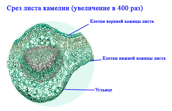 Решение рисунок 1