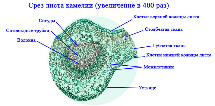 Решение рисунок 3