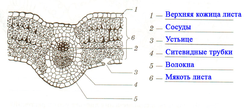 Решение рисунок 5