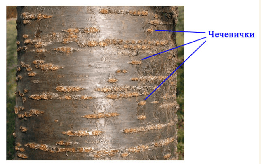 Решение рисунок 1